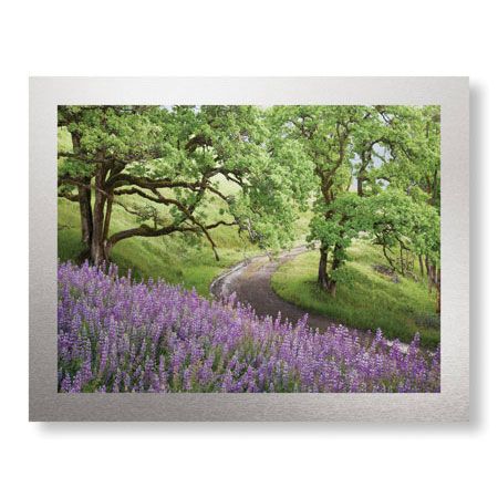 Donald Paulson Limited Edition Ready to Hang Giclee on Brushed Aluminum: "Lupine and Oaks"