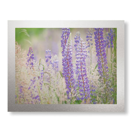 Donald Paulson Limited Edition Ready to Hang Giclee on Brushed Aluminum: "Lupine Grasses"