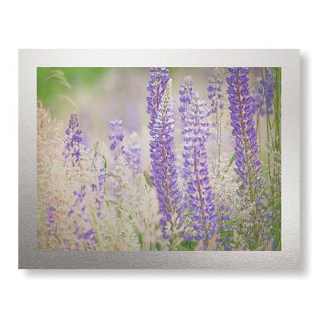 Donald Paulson Limited Edition Ready to Hang Giclee on Brushed Aluminum: "Lupine Grasses"