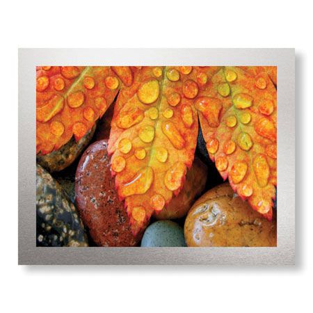 Donald Paulson Limited Edition Ready to Hang Giclee on Brushed Aluminum: "Maple and Dew I"