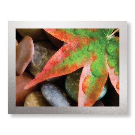 Donald Paulson Limited Edition Ready to Hang Giclee on Brushed Aluminum: "Maple Leaf"