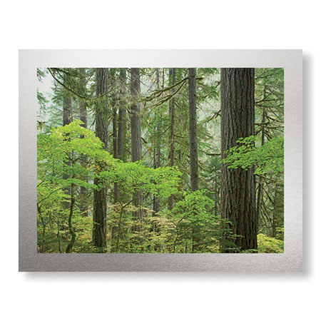 Donald Paulson Limited Edition Ready to Hang Giclee on Brushed Aluminum: "Mount Rainier Forest"