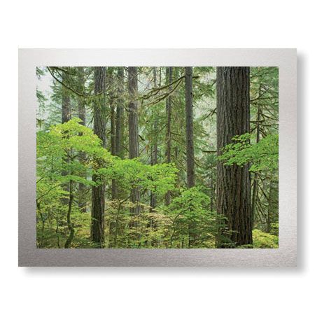 Donald Paulson Limited Edition Ready to Hang Giclee on Brushed Aluminum: "Mount Rainier Forest"