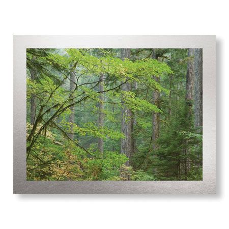 Donald Paulson Limited Edition Ready to Hang Giclee on Brushed Aluminum: "Mount Rainier Vine Maple"