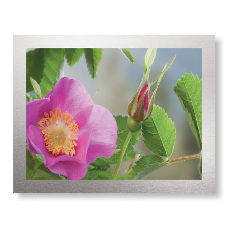 Donald Paulson Limited Edition Ready to Hang Giclee on Brushed Aluminum: "Nootka Rose"