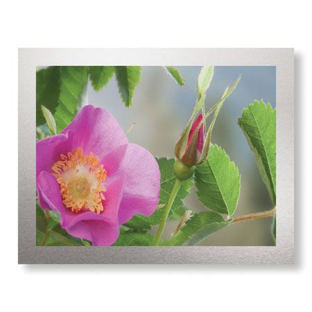 Donald Paulson Limited Edition Ready to Hang Giclee on Brushed Aluminum: "Nootka Rose"