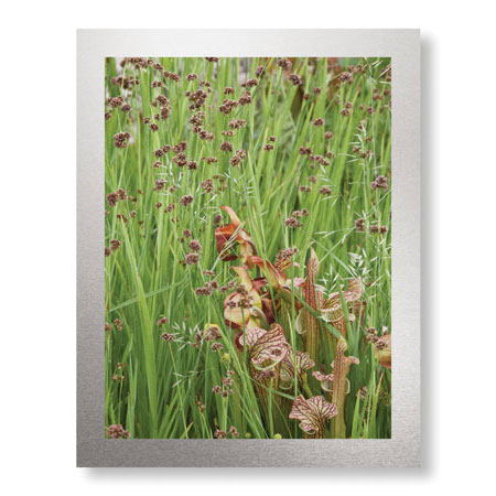 Donald Paulson Limited Edition Ready to Hang Giclee on Brushed Aluminum: "Oregon Gardens"