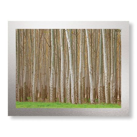 Donald Paulson Limited Edition Ready to Hang Giclee on Brushed Aluminum: "Poplar Trees"