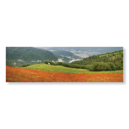 Donald Paulson Limited Edition Ready to Hang Giclee on Brushed Aluminum: "Redwood Forest Panorama"