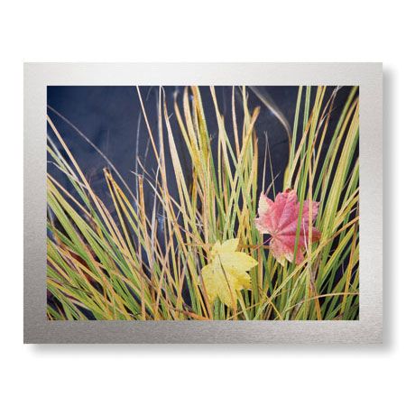 Donald Paulson Limited Edition Ready to Hang Giclee on Brushed Aluminum: "Rogue River Leaves"