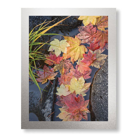 Donald Paulson Limited Edition Ready to Hang Giclee on Brushed Aluminum: "Rogue River Vine Maple"
