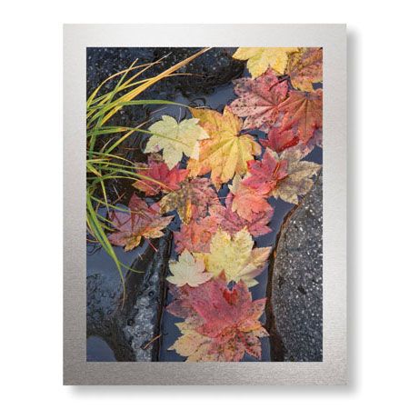 Donald Paulson Limited Edition Ready to Hang Giclee on Brushed Aluminum: "Rogue River Vine Maple"