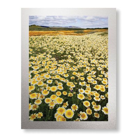 Donald Paulson Limited Edition Ready to Hang Giclee on Brushed Aluminum: "Sea of Flowers I"