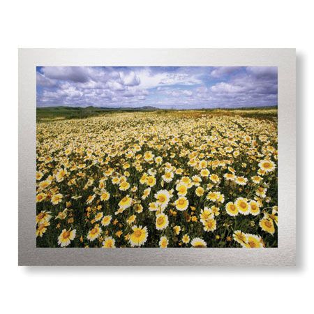 Donald Paulson Limited Edition Ready to Hang Giclee on Brushed Aluminum: "Sea of Flowers II"