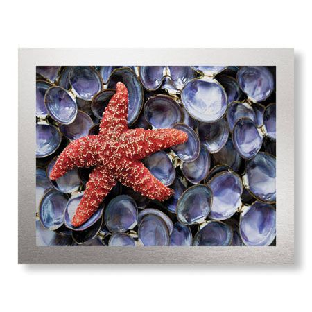 Donald Paulson Limited Edition Ready to Hang Giclee on Brushed Aluminum: "Sea Star and Clam Shells"