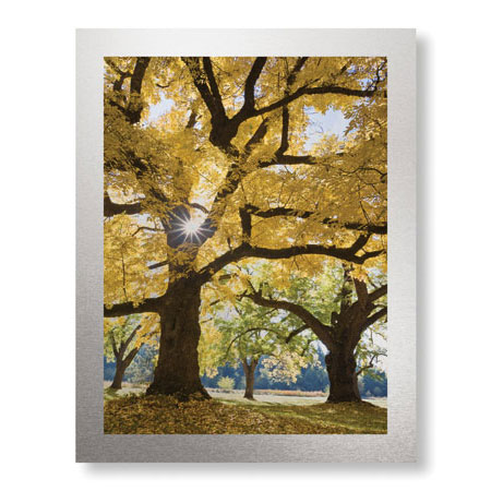 Donald Paulson Limited Edition Ready to Hang Giclee on Brushed Aluminum: "Stewart Park Walnut Trees III"