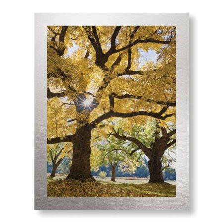 Donald Paulson Limited Edition Ready to Hang Giclee on Brushed Aluminum: "Stewart Park Walnut Trees III"