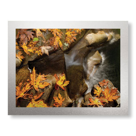 Donald Paulson Limited Edition Ready to Hang Giclee on Brushed Aluminum: "Stream and Maple"