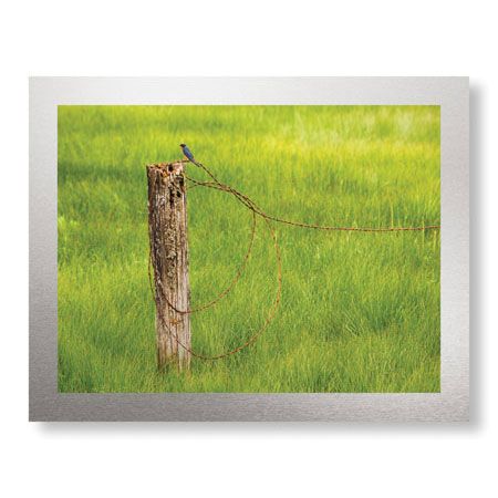 Donald Paulson Limited Edition Ready to Hang Giclee on Brushed Aluminum: "Swallow"