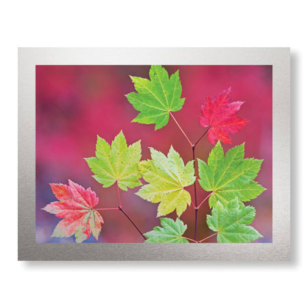 Donald Paulson Limited Edition Ready to Hang Giclee on Brushed Aluminum: "Vine Maple Leaves"