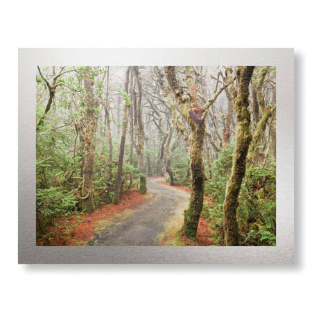 Donald Paulson Limited Edition Ready to Hang Giclee on Brushed Aluminum: "Washburne State Park I"