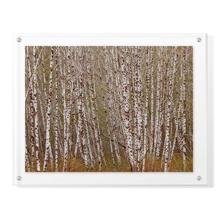 Donald Paulson Limited Edition Ready to Hang Giclee on Clear Acrylic: "Alder Trees Olympic National Park"