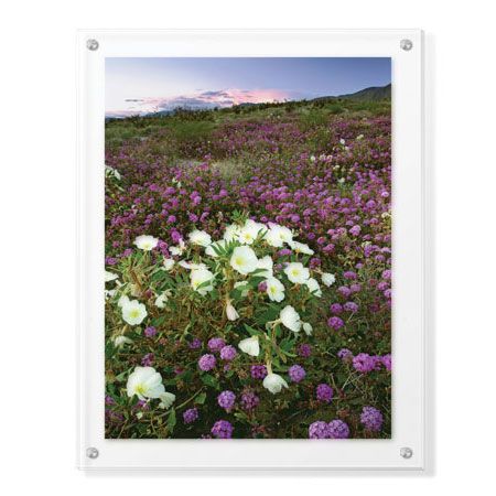 Donald Paulson Limited Edition Ready to Hang Giclee on Clear Acrylic: "Anza Flower Meadow II"