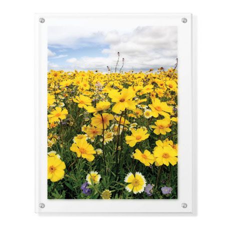 Donald Paulson Limited Edition Ready to Hang Giclee on Clear Acrylic: "Bursting with Flowers"
