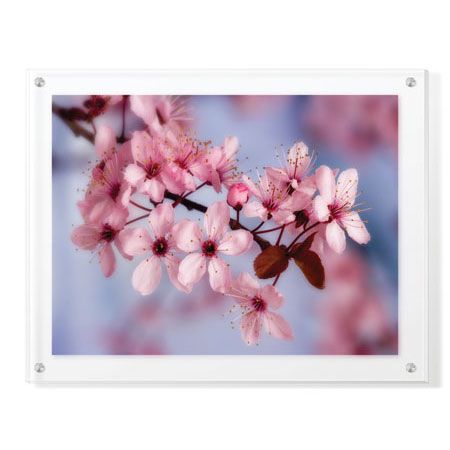 Donald Paulson Limited Edition Ready to Hang Giclee on Clear Acrylic: "Cherry Blossoms I"