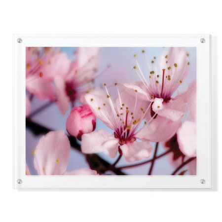 Donald Paulson Limited Edition Ready to Hang Giclee on Clear Acrylic: "Cherry Blossoms II"
