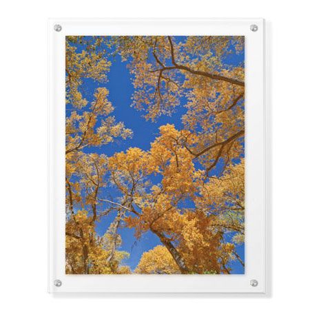 Donald Paulson Limited Edition Ready to Hang Giclee on Clear Acrylic: "Cottonwoods in Fall"