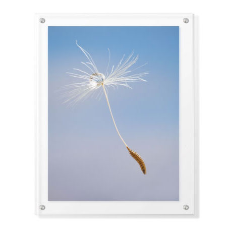 Donald Paulson Limited Edition Ready to Hang Giclee on Clear Acrylic: "Dandelion Seeds