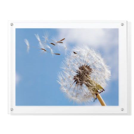 Donald Paulson Limited Edition Ready to Hang Giclee on Clear Acrylic: "Dandelion Wishes"