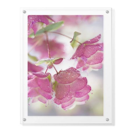 Donald Paulson Limited Edition Ready to Hang Giclee on Clear Acrylic: "Dew Covered Oregano"