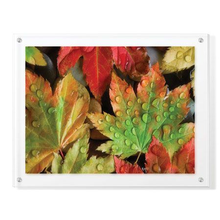 Donald Paulson Limited Edition Ready to Hang Giclee on Clear Acrylic: "Dew Covered Vine Maple"