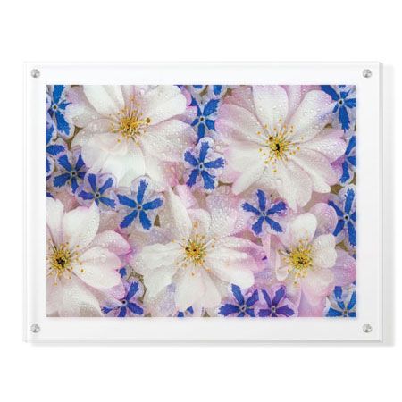 Donald Paulson Limited Edition Ready to Hang Giclee on Clear Acrylic: "Floating Flowers"