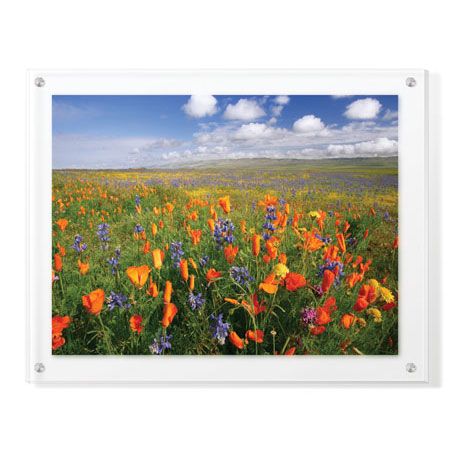 Donald Paulson Limited Edition Ready to Hang Giclee on Clear Acrylic: "Flowers to the Horizon II"