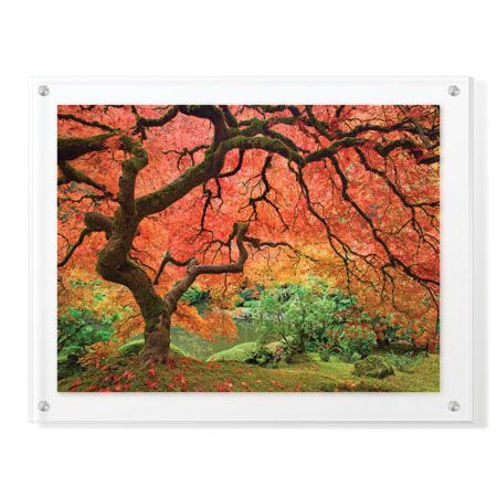 Donald Paulson Limited Edition Ready to Hang Giclee on Clear Acrylic: "Japanese Maple Tree"