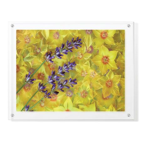 Donald Paulson Limited Edition Ready to Hang Giclee on Clear Acrylic: "Lavendar and Yellow Loosestrife Blossoms"