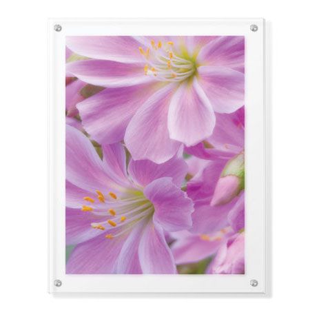 Donald Paulson Limited Edition Ready to Hang Giclee on Clear Acrylic: "Lewisia I"