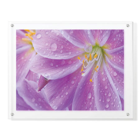 Donald Paulson Limited Edition Ready to Hang Giclee on Clear Acrylic: "Lewisia II"