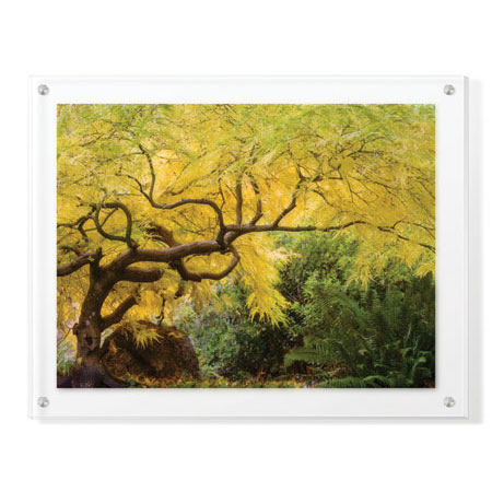 Donald Paulson Limited Edition Ready to Hang Giclee on Clear Acrylic: "Lithia Park Arching Maple"