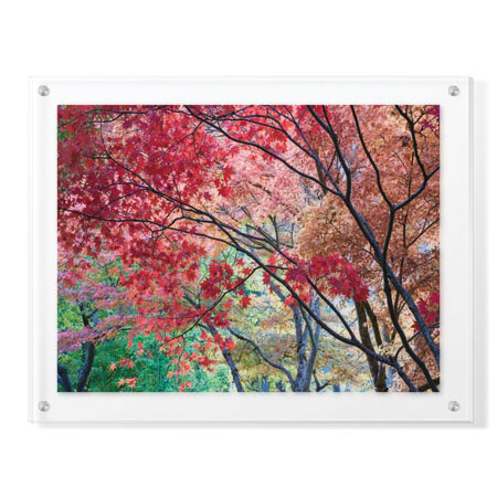 Donald Paulson Limited Edition Ready to Hang Giclee on Clear Acrylic: "Lithia Park Fall Color I"