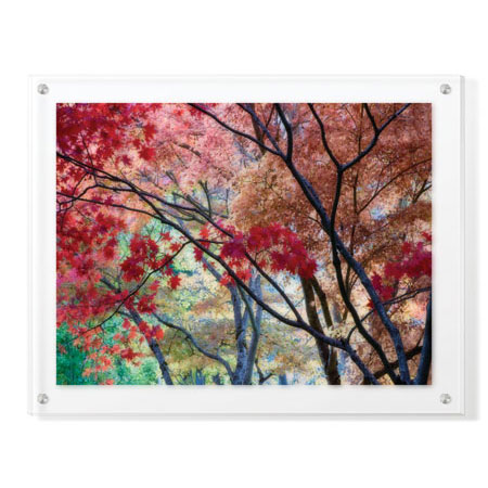 Donald Paulson Limited Edition Ready to Hang Giclee on Clear Acrylic: "Lithia Park Fall Color II"