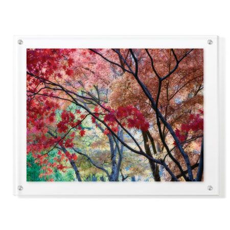 Donald Paulson Limited Edition Ready to Hang Giclee on Clear Acrylic: "Lithia Park Fall Color II"