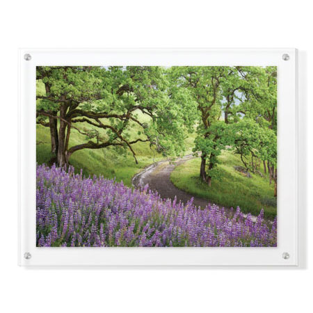 Donald Paulson Limited Edition Ready to Hang Giclee on Clear Acrylic: "Lupine and Oaks"