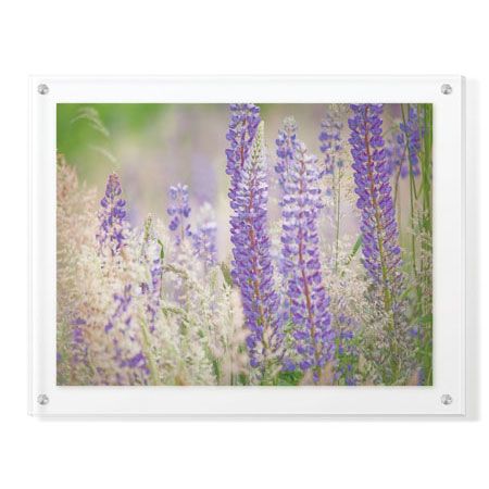 Donald Paulson Limited Edition Ready to Hang Giclee on Clear Acrylic: "Lupine Grasses"