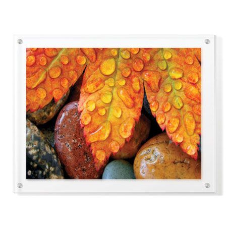 Donald Paulson Limited Edition Ready to Hang Giclee on Clear Acrylic: "Maple and Dew I"
