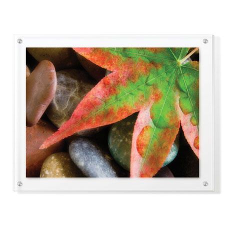 Donald Paulson Limited Edition Ready to Hang Giclee on Clear Acrylic: "Maple Leaf"