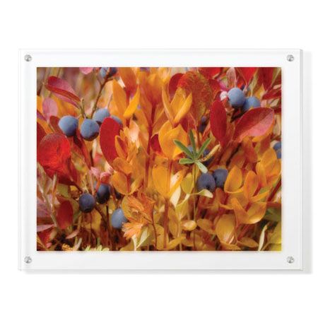 Donald Paulson Limited Edition Ready to Hang Giclee on Clear Acrylic: "Mount Rainier Blueberries"